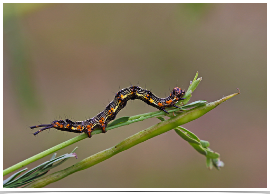 Selenisa sueroides
Legume Caterpillar
Clarke County, Alabama